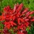 Lobelia cardinal (ljubičasta, lobelia cardinalis): crvena, akvarijumska, vatrena